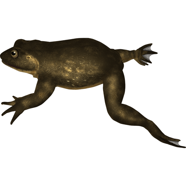 ゴライアスガエル