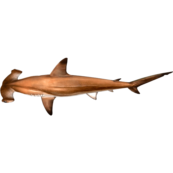 アカシュモクザメ