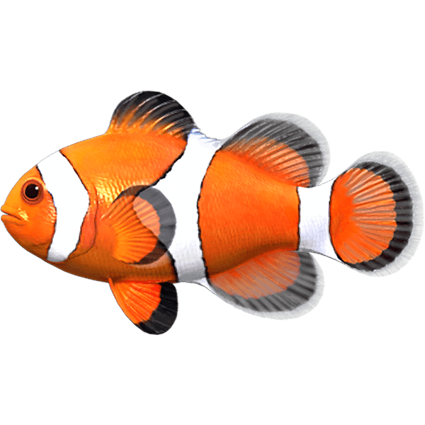 カクレクマノミ