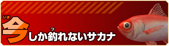 今しか釣れないサカナ